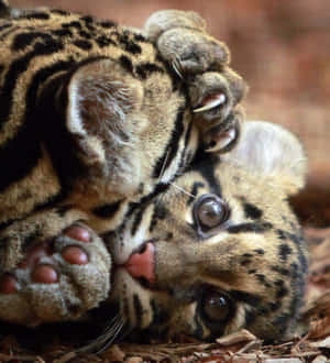 Playful Clouded Leopard Cub Wallpaper