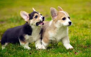 Playful_ Corgi_ Puppies_ Grass Wallpaper