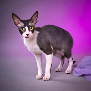 Playful Cornish Rex Cat In Outdoor Setting Wallpaper