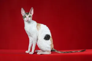 Playful Cornish Rex Cat Leaping In The Air Wallpaper