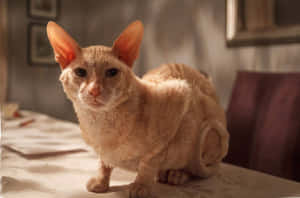 Playful Cornish Rex Resting On Wooden Table Wallpaper