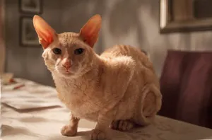 Playful Cornish Rex Resting On Wooden Table Wallpaper