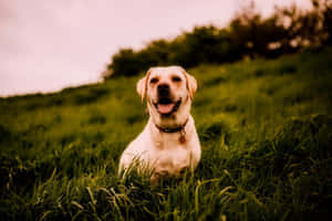Playful Country Dog Exploring The Outdoors Wallpaper
