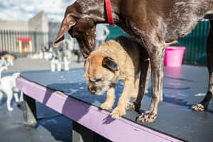 Playful Day At Dog Daycare Wallpaper