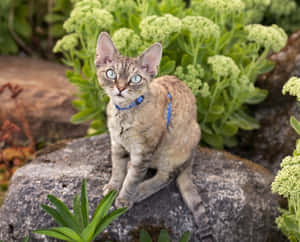 Playful Devon Rex Cat Exploring Outdoors Wallpaper