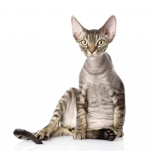 Playful Devon Rex Cat Lounging On A Wooden Surface Wallpaper