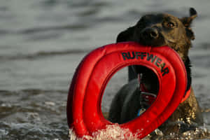 Playful Dog With Floatation Toy Wallpaper