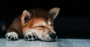 Playful Dogs Enjoying At Daycare Wallpaper