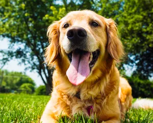 Playful Dogs Enjoying At Daycare Wallpaper
