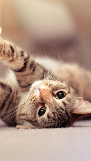 Playful Gray Tabby Cat Iphone Wallpaper