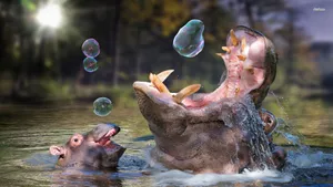 Playful Hippopotamus Playing With Bubbles Wallpaper