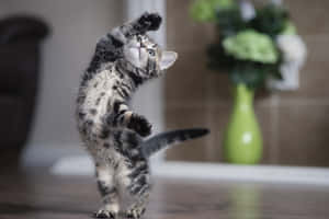 Playful Kitten Dancing Moves Wallpaper