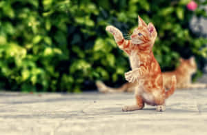 Playful Kitten Dancing Outdoors.jpg Wallpaper