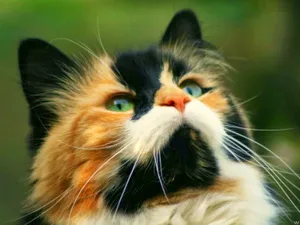 Playful Manx Cat Enjoying Outdoors Wallpaper