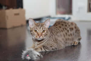 Playful Ocicat Basking In Sunlight Wallpaper