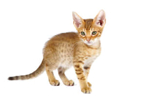 Playful Ocicat In The Outdoors Wallpaper