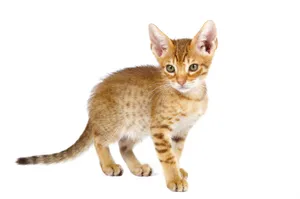 Playful Ocicat In The Outdoors Wallpaper