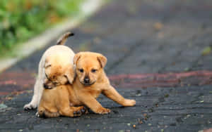 Playful Puppies Frolicking Outdoors.jpg Wallpaper