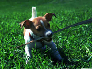 Playful Puppyin Grass.jpg Wallpaper