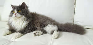 Playful Selkirk Rex Cat Gazing At The Camera Wallpaper