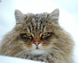 Playful Siberian Cat Wallpaper