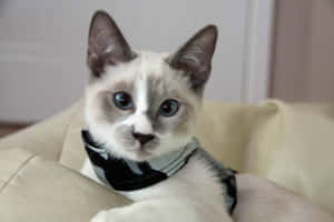 Playful Snowshoe Cat Relaxing Outdoors In Nature Wallpaper