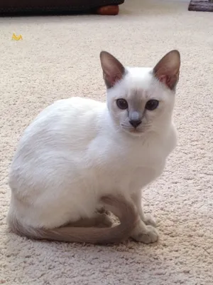 Playful Tonkinese Cat Perching On A Wooden Surface Wallpaper