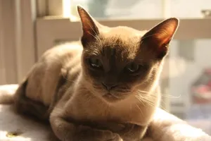Playful Tonkinese Cat Resting On A Wooden Surface Wallpaper