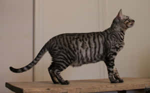 Playful Toyger Cat Lounging Outdoors Wallpaper