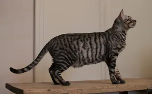 Playful Toyger Cat Lounging Outdoors Wallpaper