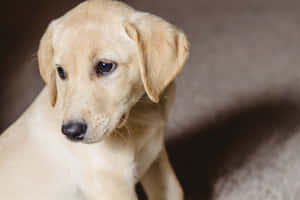 Playful Yellow Labrador Enjoying Outdoors Wallpaper