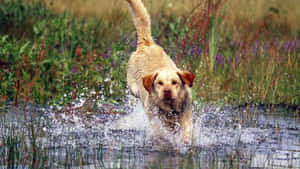 Playful Yellow Labrador Enjoying The Outdoors Wallpaper