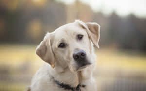 Playful Yellow Labrador In Nature Wallpaper