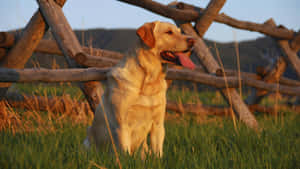 Playful Yellow Labrador Outdoors Wallpaper