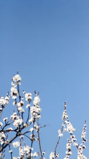 Plum Blossoms Against Blue Sky Wallpaper