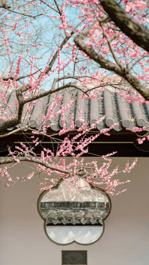 Plum Blossoms At Traditional Window Wallpaper