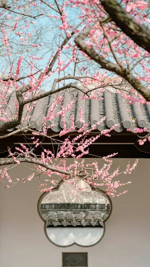 Plum Blossoms At Traditional Window Wallpaper