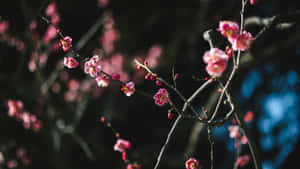 Plum Blossoms In Bloom Wallpaper