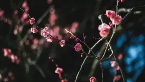 Plum Blossoms In Bloom Wallpaper