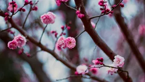 Plum Blossoms In Bloom Wallpaper
