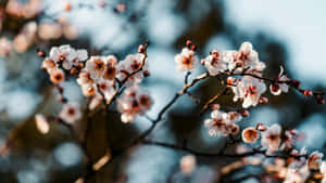 Plum Blossoms In Early Spring Wallpaper