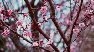 Plum Blossoms In Early Spring Wallpaper