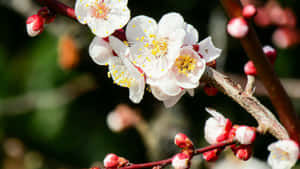 Plum Blossoms In Spring Wallpaper
