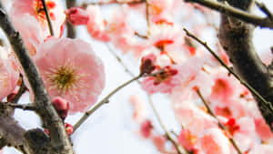 Plum Blossoms In Spring Wallpaper