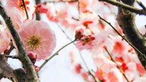 Plum Blossoms In Spring Wallpaper