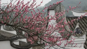 Plum Blossoms In Traditional Garden Wallpaper