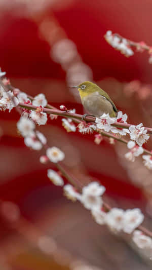 Plum Blossoms With Bird Wallpaper