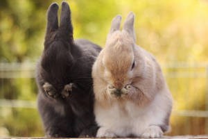 Plump Furry Rabbits Wallpaper