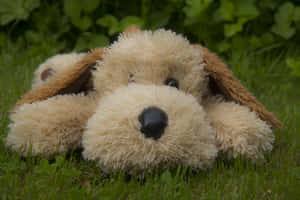 Plush Toy Dogin Grass Wallpaper