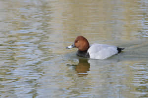 Pochard Duck Swimmingin Water.jpg Wallpaper